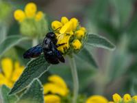 Blaue Holzbiene auf gelber Blüte